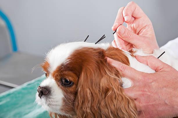 Acupuntura de Cachorro: Benefícios e Cuidados para a Saúde do Seu Pet