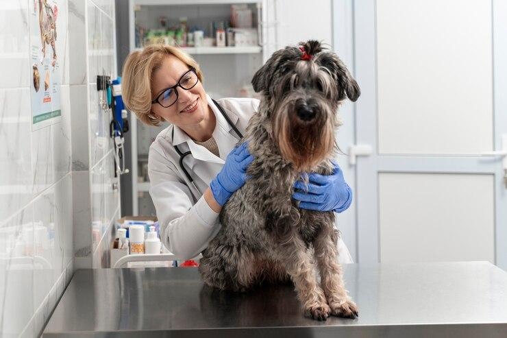 Acupuntura para cachorro: Benefícios e como funciona