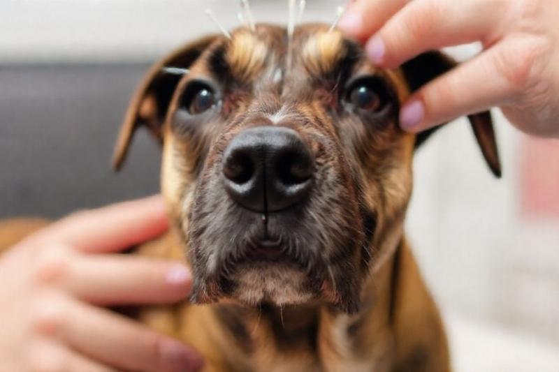 Acupuntura para cachorro como tratamento alternativo e seus benefícios Acupuntura para cachorro como tratamento alternativo e seus benefícios