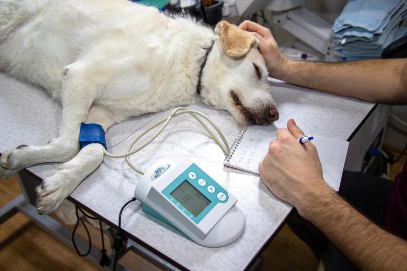 Cirurgia Animal: Tudo Que Você Precisa Saber Para Cuidar do Seu Pet
