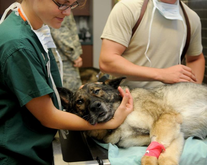 Cirurgia em Animais de Grande Porte: O Que Você Precisa Saber