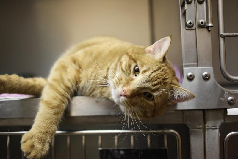 Cirurgia em Animais de Pequeno Porte: Saiba Mais Tudo o Que Você Precisa Saber para Garantir a Saúde do Seu Pet Cirurgia em Animais de Pequeno Porte: Saiba Mais Tudo o Que Você Precisa Saber para Garantir a Saúde do Seu Pet