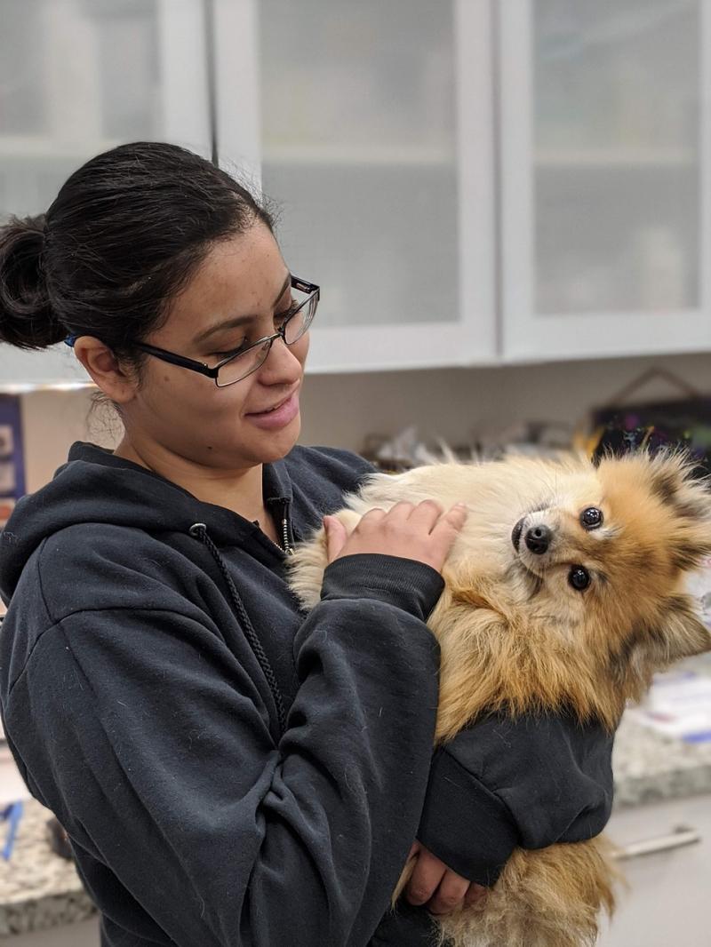 Como a Cirurgia Ortopédica em Cães Pode Transformar a Saúde do Seu Pet Como a Cirurgia Ortopédica em Cães Pode Transformar a Saúde do Seu Pet