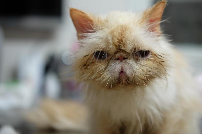 Tudo o Que Você Precisa Saber Sobre Cirurgia em Pequenos Animais