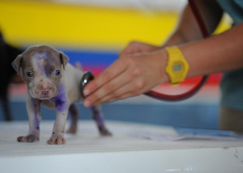Veterinário Dermatologia: Cuide da Saúde da Pele do Seu Animal