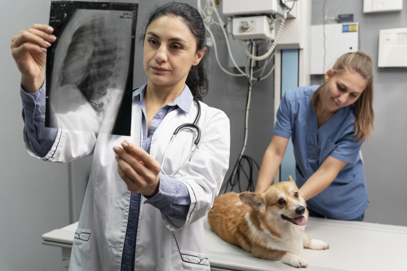 Radiologia Veterinária: Como a Imagem Ajuda no Diagnóstico Animal
