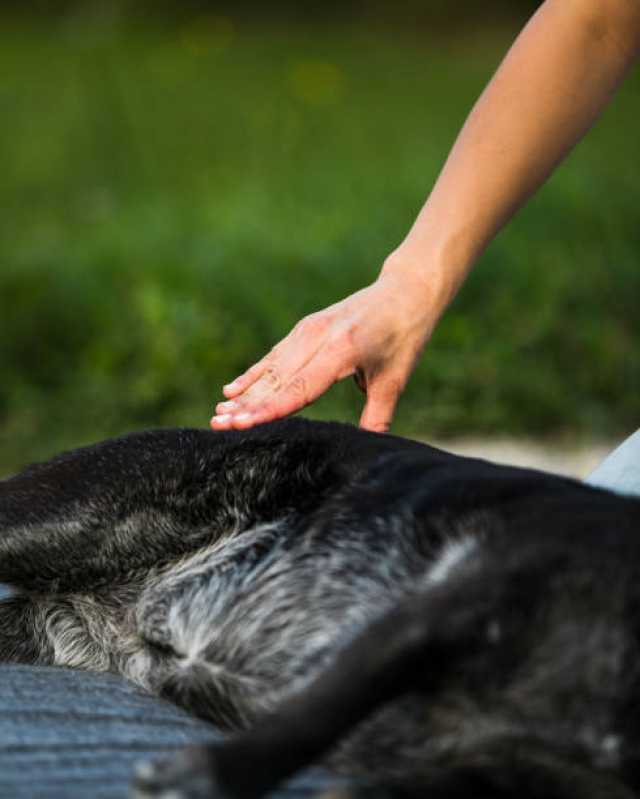 Acupuntura para Animais Marcar Cabral - Acupuntura em Cães e Gatos