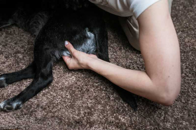 Acupuntura para Animais Sumidouro - Acupuntura em Cães e Gatos