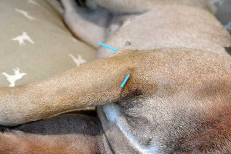 Acupuntura para Cachorro de Pequeno Porte Marcar Enseada - Acupuntura em Cães e Gatos