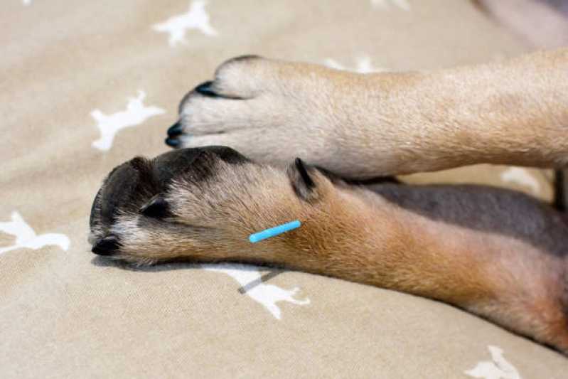 Acupuntura para Cachorro de Pequeno Porte Pedra Verde - Acupuntura em Cães e Gatos