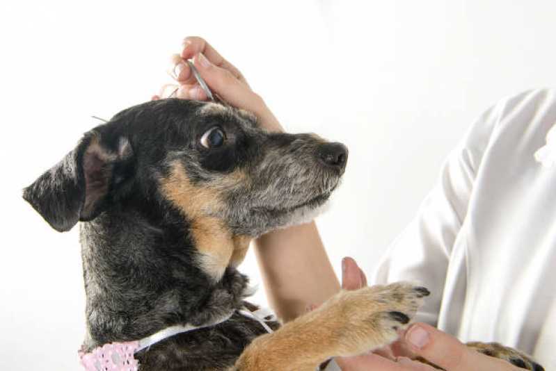 Acupuntura para Cachorro Marcar Portal das Artes - Acupuntura em Cães e Gatos