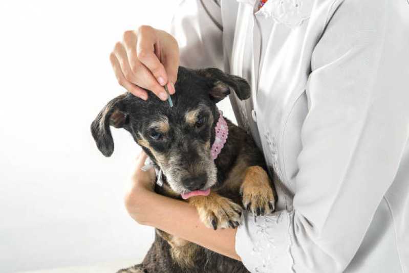 Acupuntura para Cachorro Folha Seca - Acupuntura em Cães e Gatos