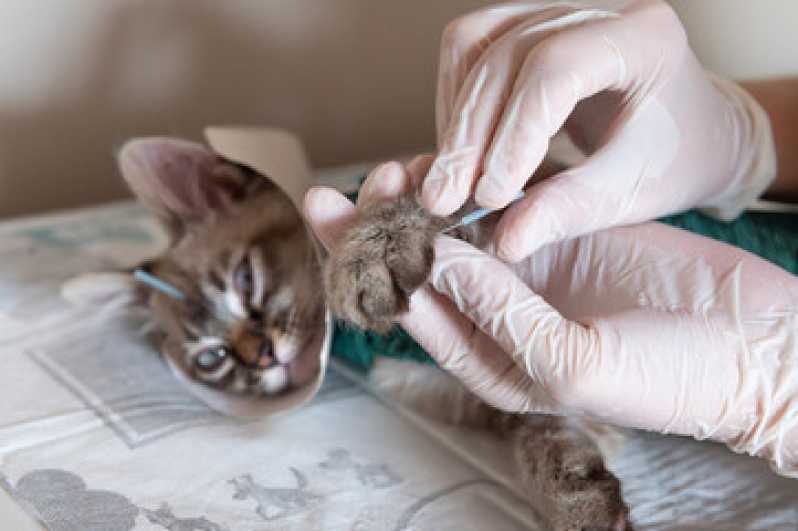 Acupuntura para Gatos Marcar Horto (morro das Moças) - Acupuntura em Cães e Gatos