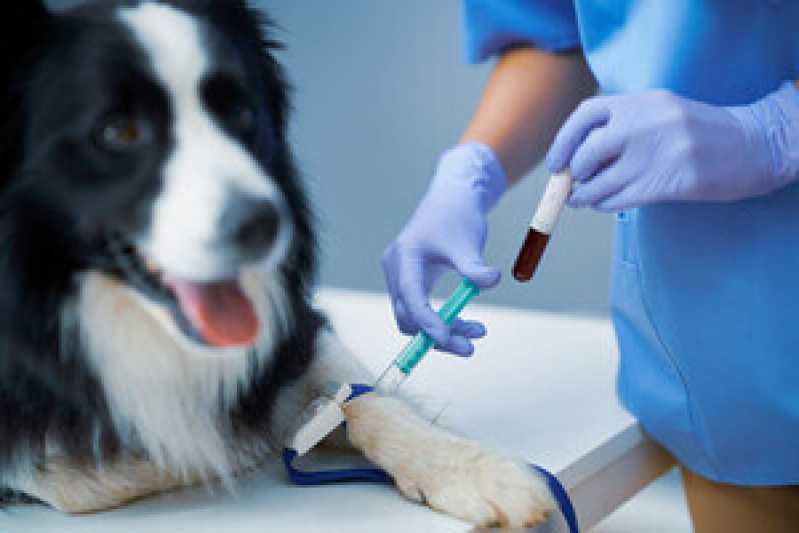 Agendamento de Exames Laboratoriais Cachorros São Gonçalo - Exames Laboratoriais para Cachorro Caraguatatuba