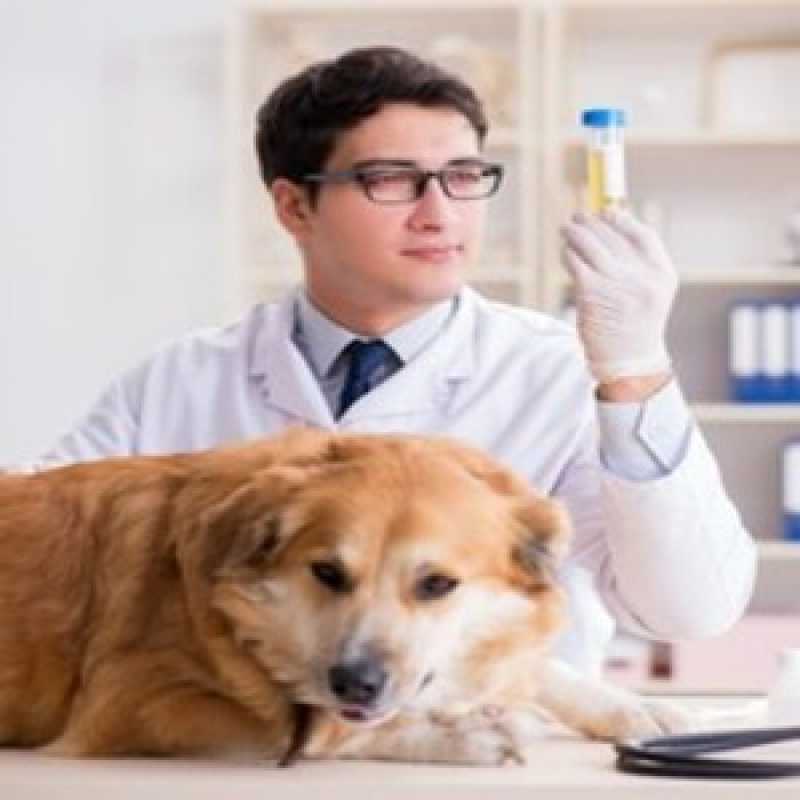 Agendamento de Exames Laboratoriais para Cachorro Rio Claro - Exames de Ultrassom Laboratoriais para Animais Pequenos