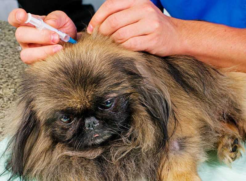 Aplicação de Vacina de Raiva para Animais Praia de Fortaleza - Vacina Polivalente para Cachorros