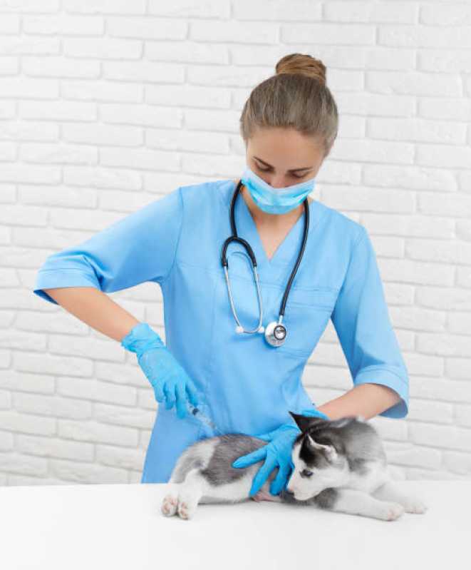 Aplicação de Vacina Polivalente para Cachorros Ponte Branca - V10