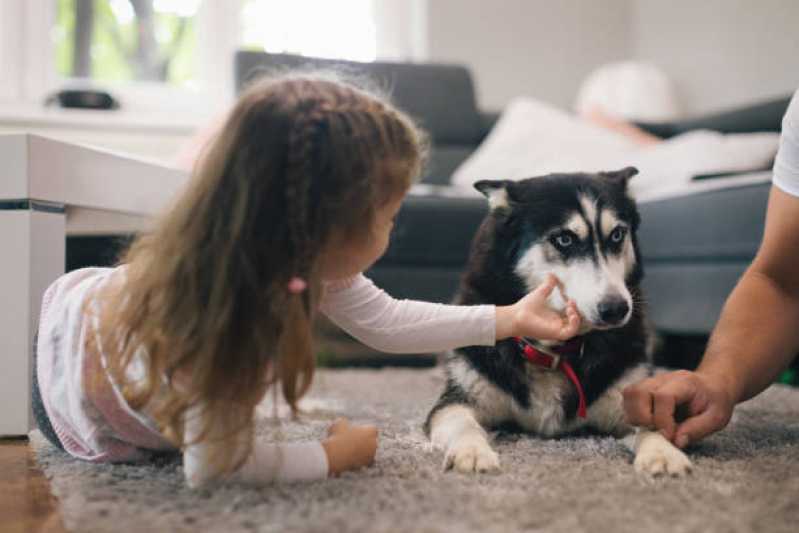 Atendimento Emergencial para Animais 24h Clínica Patitiba - Atendimento Emergencial para Cachorros
