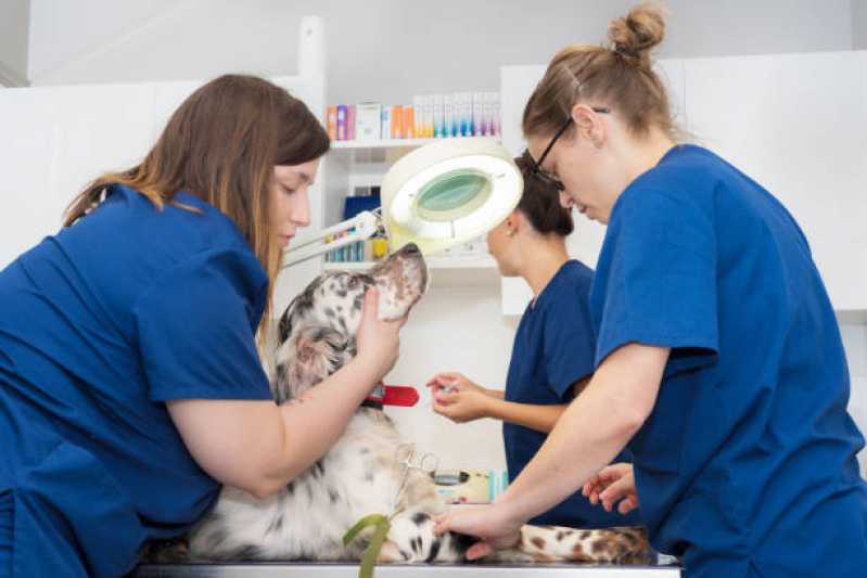 Atendimento Emergencial para Animais Clínica Corisquinho - Atendimento Emergencial Veterinário