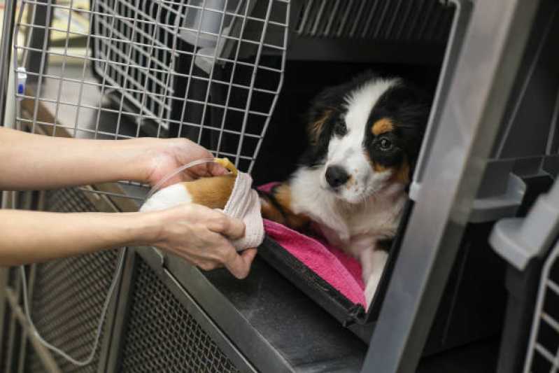Atendimento Emergencial para Animais Jardim Olaria - Atendimento Emergencial para Cachorros