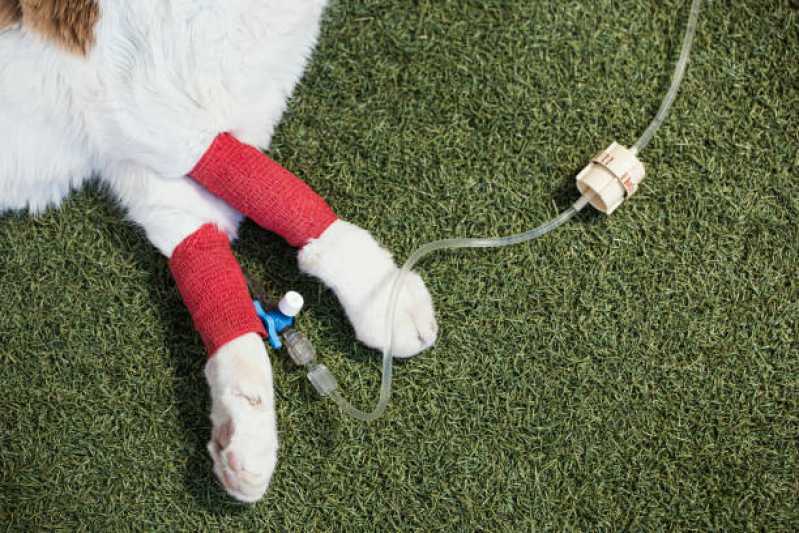 Atendimento Emergencial para Cachorro Costa Verde Mococa - Atendimento Emergencial para Gatos