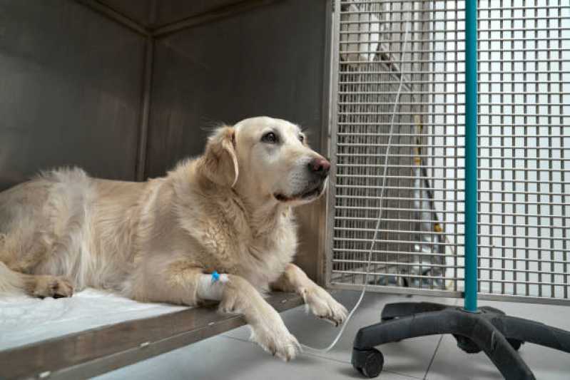 Atendimento Emergencial para Cachorros 24h Vila de Trindade - Atendimento Emergencial para Cachorros 24h