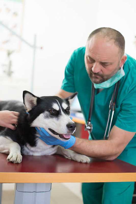Atendimento Emergencial para Cachorros Clínica Barranco Alto - Atendimento Emergencial para Animais de Estimação