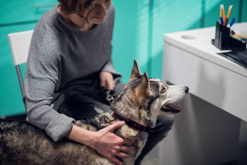 Atendimento Emergencial para Cachorros Portal Patrimonium - Atendimento Emergencial para Animais Ubatuba