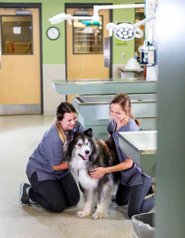 Atendimento Emergencial para Cães Clínica Ponte Branca - Atendimento Emergencial para Animais de Estimação
