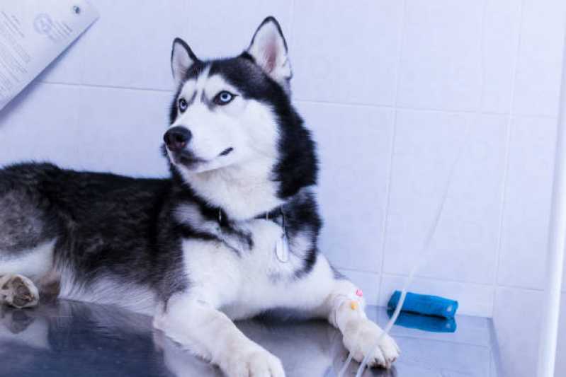 Atendimento Emergencial para Cães Enseada - Atendimento Emergencial para Animais 24h