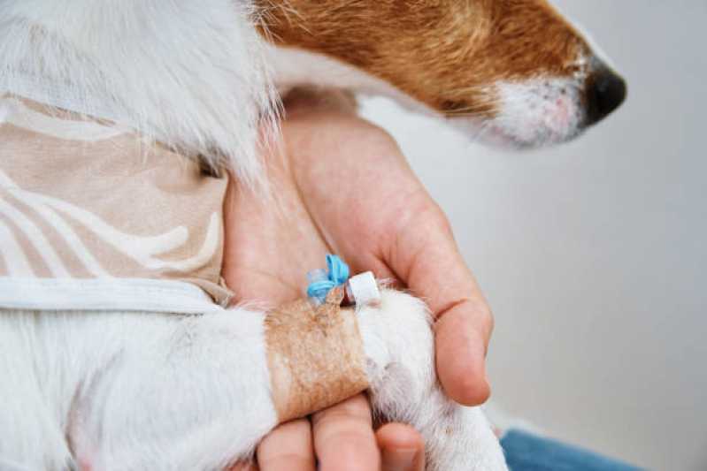 Atendimento Emergencial para Cão Clínica Martim de Sá - Atendimento Emergencial para Animais de Estimação