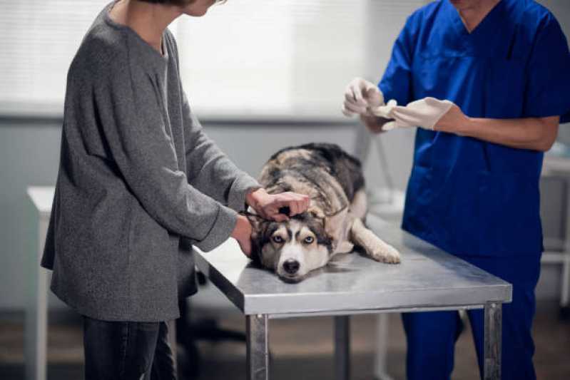 Atendimento Emergencial para Cão Corisquinho - Atendimento Emergencial Veterinário 24h