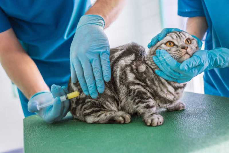Atendimento Emergencial para Gatos Paraty - Atendimento Emergencial Veterinário