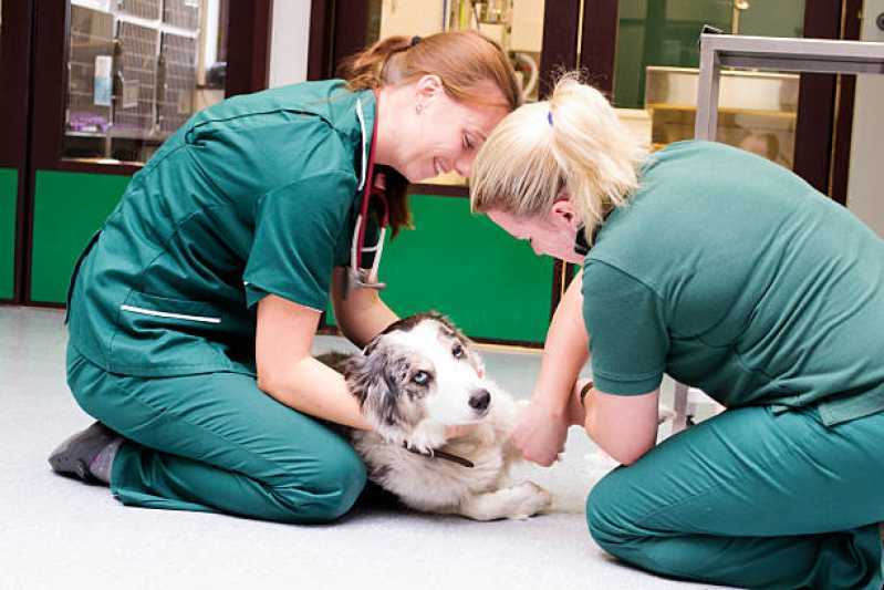 Atendimento Emergencial Veterinário Clínica Portão de Ferro III - Atendimento Emergencial para Animais de Estimação