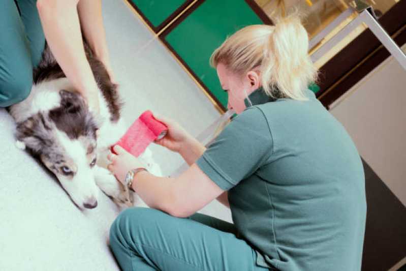 Atendimento Emergencial Veterinário Indaiá - Atendimento Emergencial para Cachorros