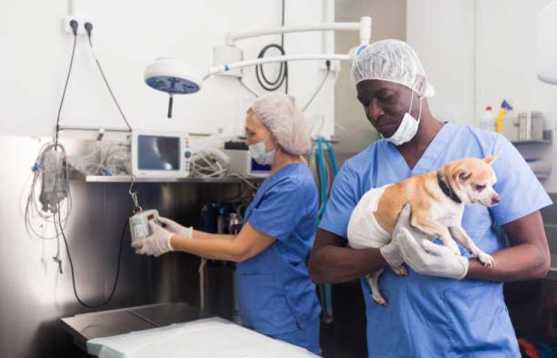 Cirurgia Ortopédica para Cachorro Agendar Caraguatatuba - Cirurgia para Gatos