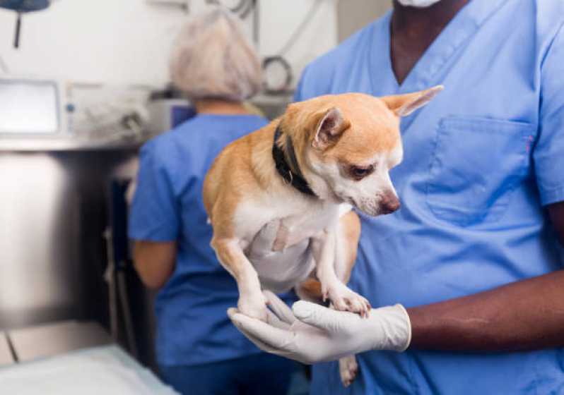 Cirurgia para Cachorros de Pequeno Porte Agendar Colônia - Cirurgia em Animais