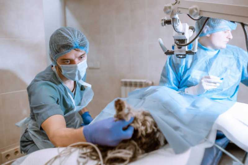 Cirurgia para Gatos Cidade Jardim - Cirurgia de Castração em Cadela