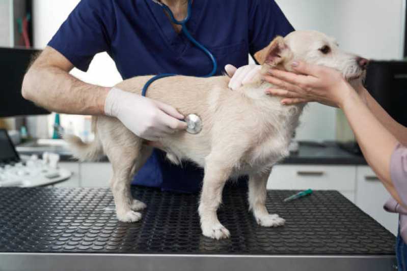 Clínica 24 Horas Veterinária Telefone Puruba - Clínica Veterinária Especializada em Cães e Gatos