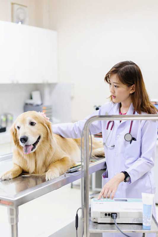 Clínica Veterinária 24 Horas Telefone Paraty - Clínica Veterinária Especializada em Cães e Gatos