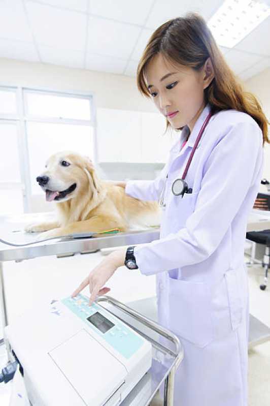 Clínica Veterinária 24 Horas São Roque - Clínica Veterinária Especializada em Cães e Gatos
