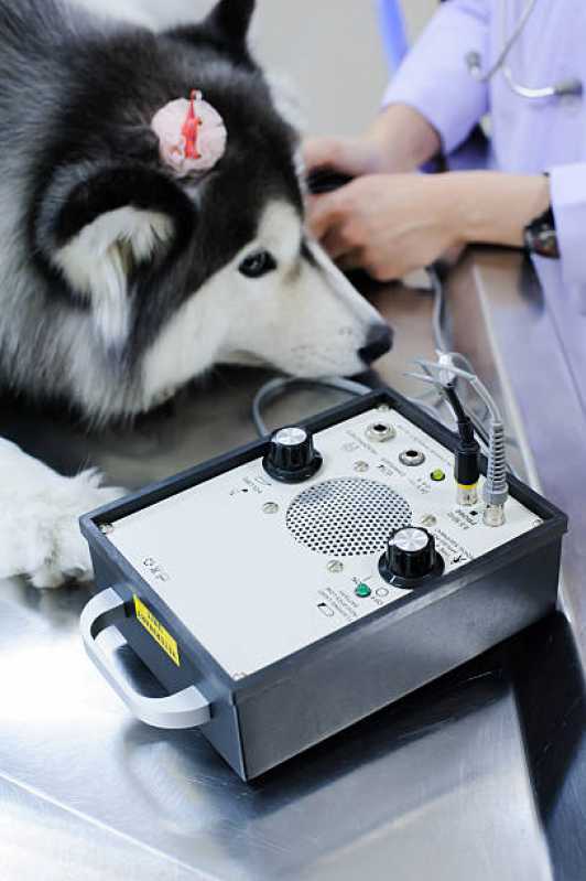 Clínica Veterinária com Atendimento Emergencial 24h Almada - Clínica Veterinária Especializada em Cães e Gatos
