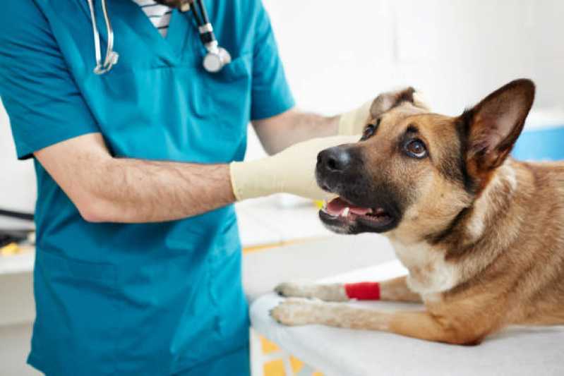 Clínica Veterinária Especializada em Cães e Gatos Telefone Monte Valério - Clínica Veterinária com Internação