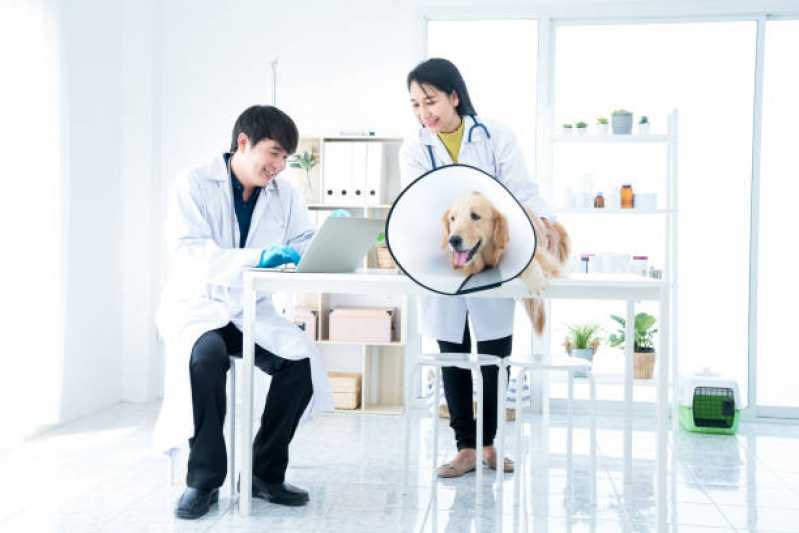 Clínica Veterinária Especializada em Cães e Gatos Bela Vista - Clínica Veterinária Próxima