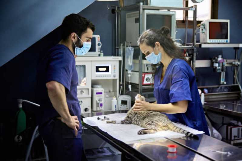 Clínica Veterinária Especializada em Gatos e Cachorros Telefone Costa Tabatinga - Clínica Veterinária com Atendimento Emergencial 24h