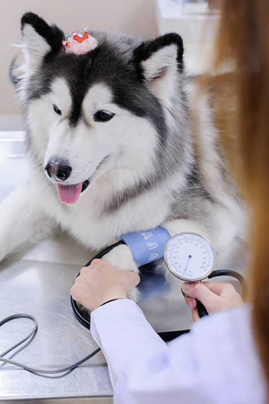 Contato de Clínica Veterinária 24 Horas Centro - Clínica Veterinária Especializada em Cães e Gatos