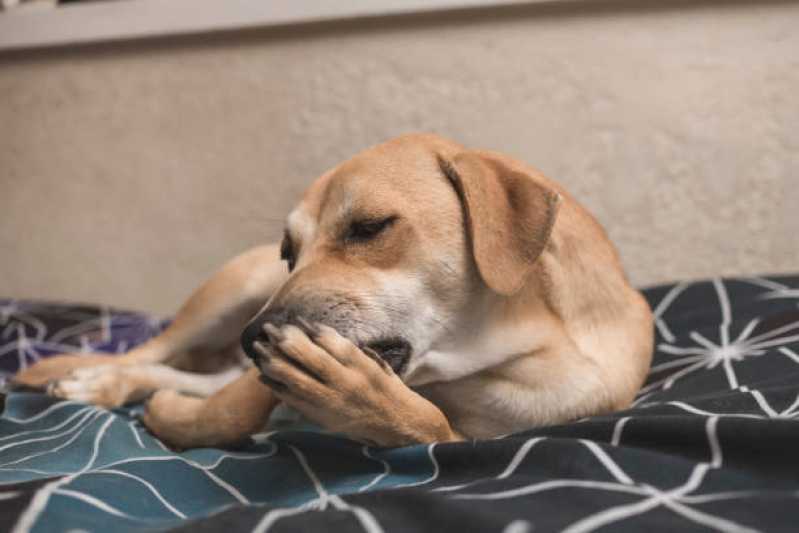 Contato de Clínica Veterinária Animal Poiares - Clínica Veterinária Especializada em Cães e Gatos