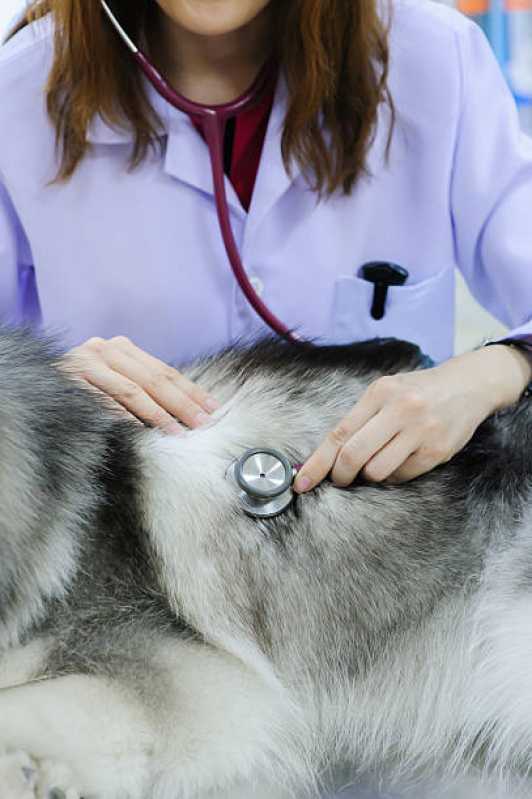 Contato de Clínica Veterinária com Atendimento Emergencial 24h Jardim Primavera - Clínica Veterinária Especializada em Cães e Gatos