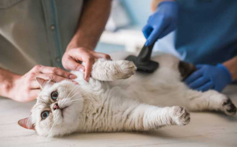 Contato de Clínica Veterinária de Cães e Gatos Ponte Branca - Clínica Veterinária
