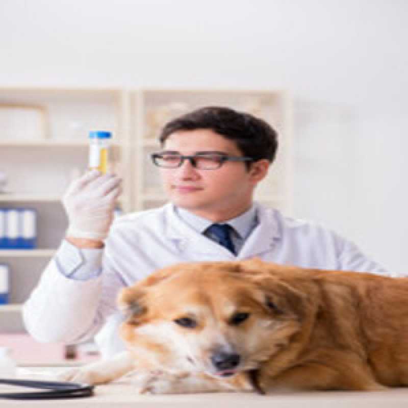 Exame de Laboratório para Cães Marcar Corumbê - Exames Laboratoriais para Cachorro